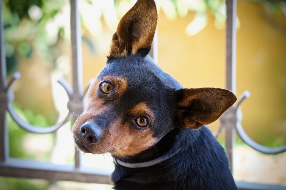 cane che inclina la testa e le orecchie di lato