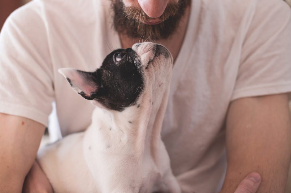 cane che guarda il proprietario