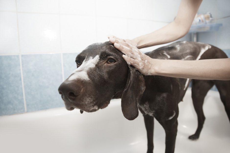 cane weimaraner che fa il bagno nella vasca