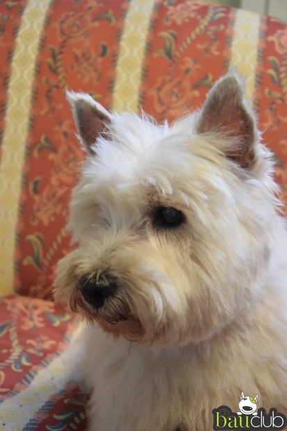 westhighland white terrier