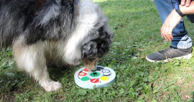 attivazione mentale cane pastore ausraliano