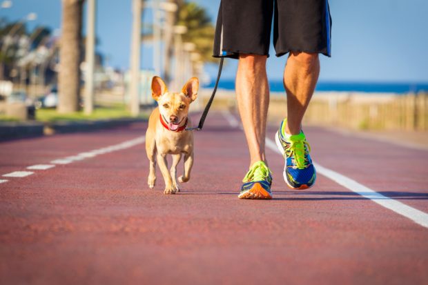 cane e proprietario che corrono