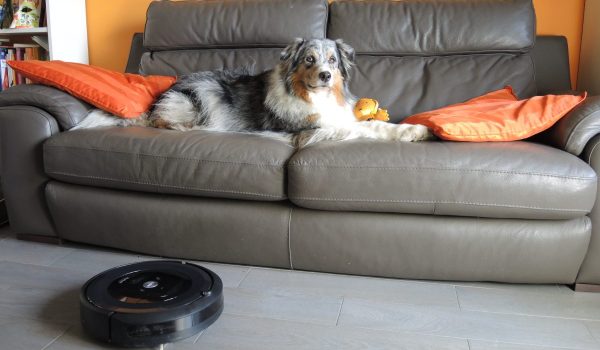 cane divano aspirapolvere roomba