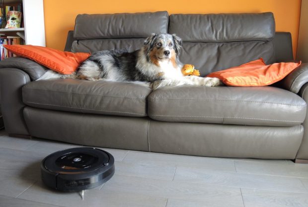 cane divano aspirapolvere roomba