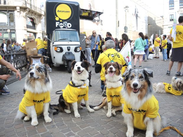 cani pastori australiani border collie arcaplanet