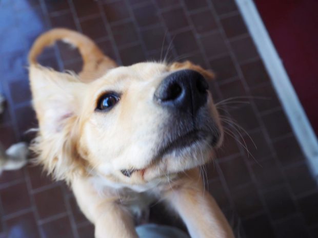 cane cucciolo che si stiracchia