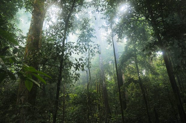 biosfera foresta pluviale