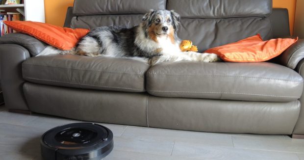 cane divano aspirapolvere roomba fb