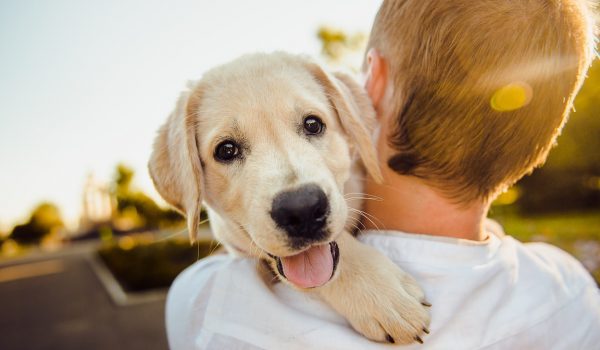 cane ragazzo labrador