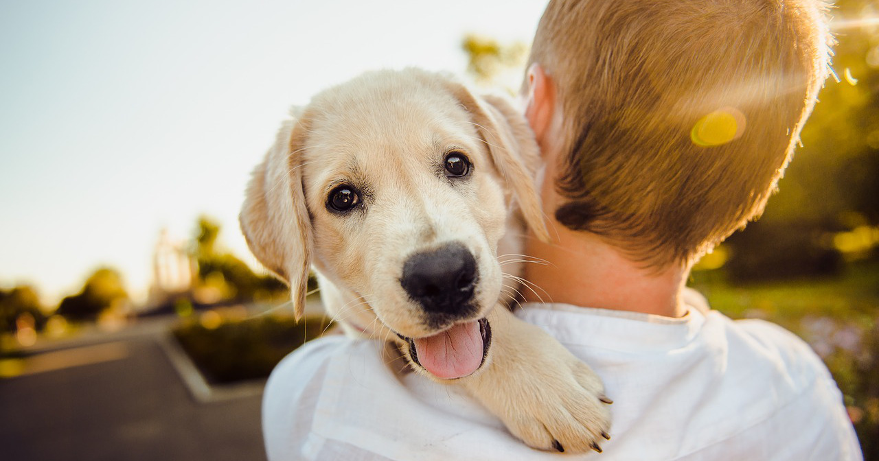 cane ragazzo labrador