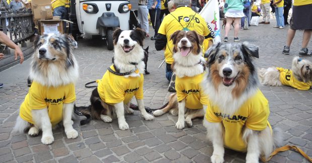 cani pastori australiani border collie arcaplanet facebook