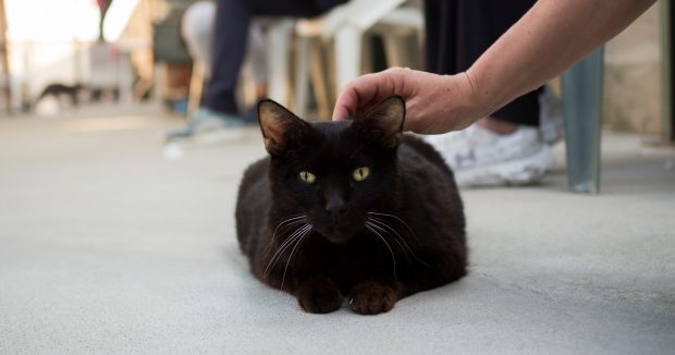 gatto nero coccole