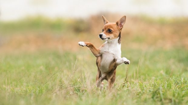 cane nel prato