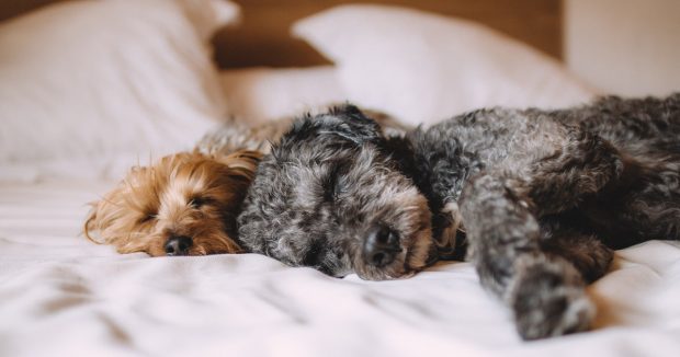 cani che dormono sul letto