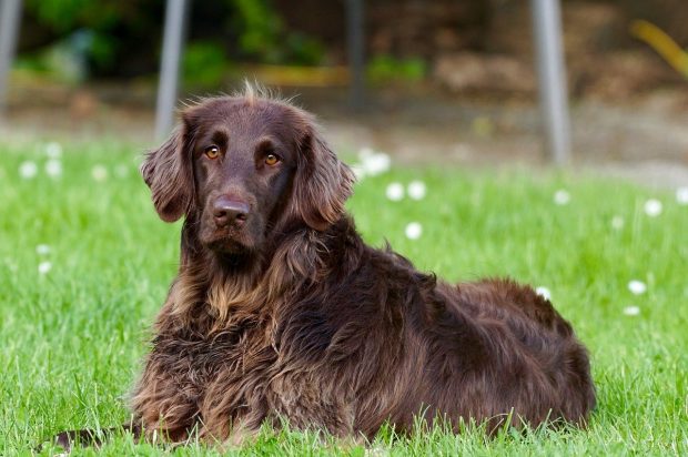 cane pelo lungo