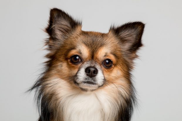 chihuahua pelo lungo