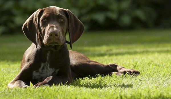 cucciolo bracco nel prato