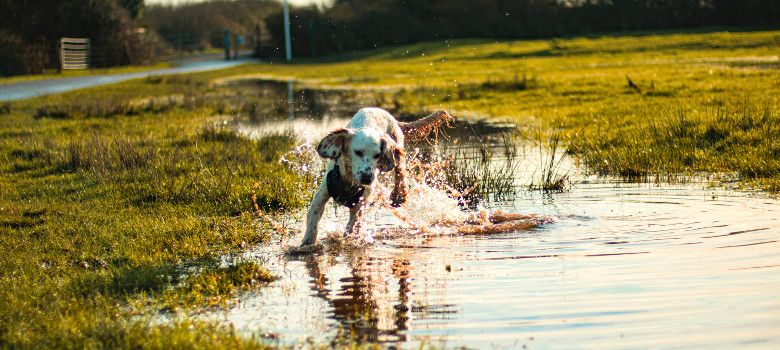 cane nella pozzanghera