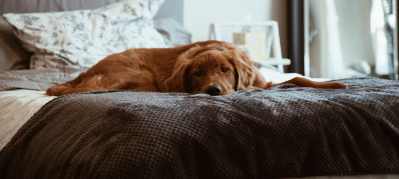 cane sul letto