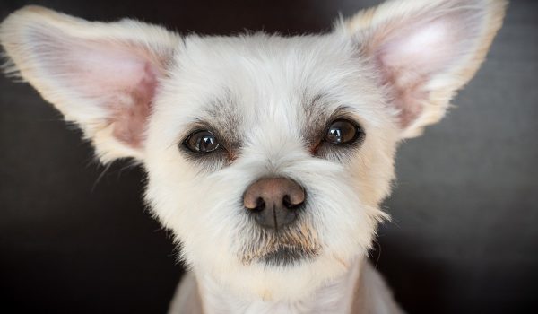 cagnolino bianco orecchie