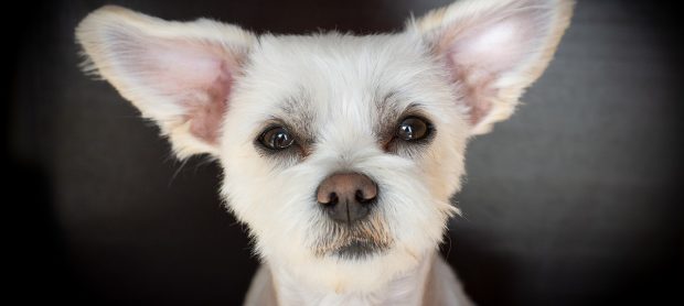 cagnolino bianco orecchie