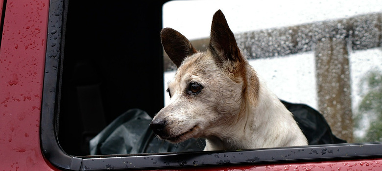 cane anziano finestrino auto