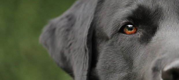 cane labrador nero