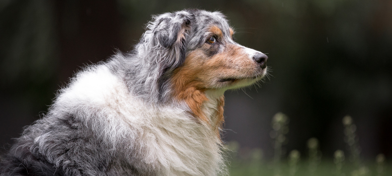 cane pastore australiano pinta