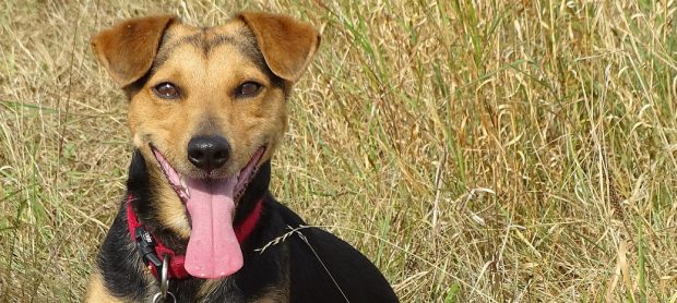 cagnolino lingua lunga