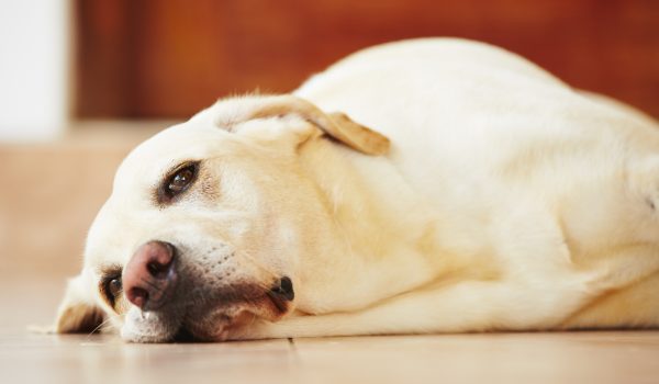 cane annoiato per terra