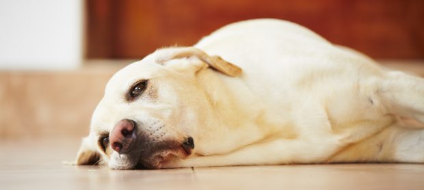 cane annoiato per terra