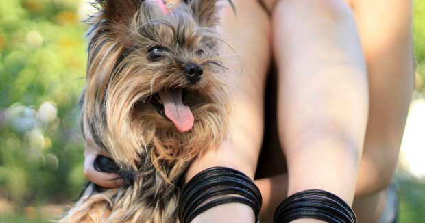 yorkshire-terrier