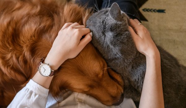 coccole cane e gatto insieme