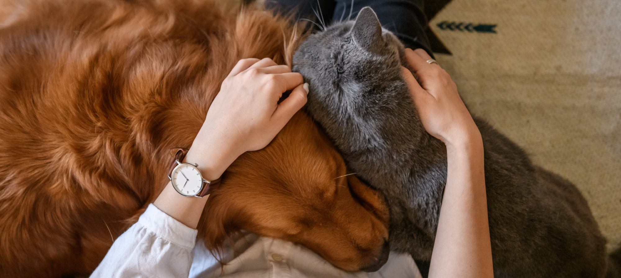 coccole cane e gatto insieme