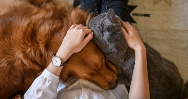 cane e gatto insieme abbraccio